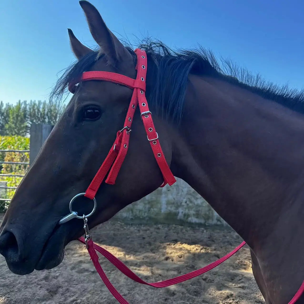 Horse Bridle Harness Set – PU Leather Headstall, Reins, Bit – Adjustable Equestrian