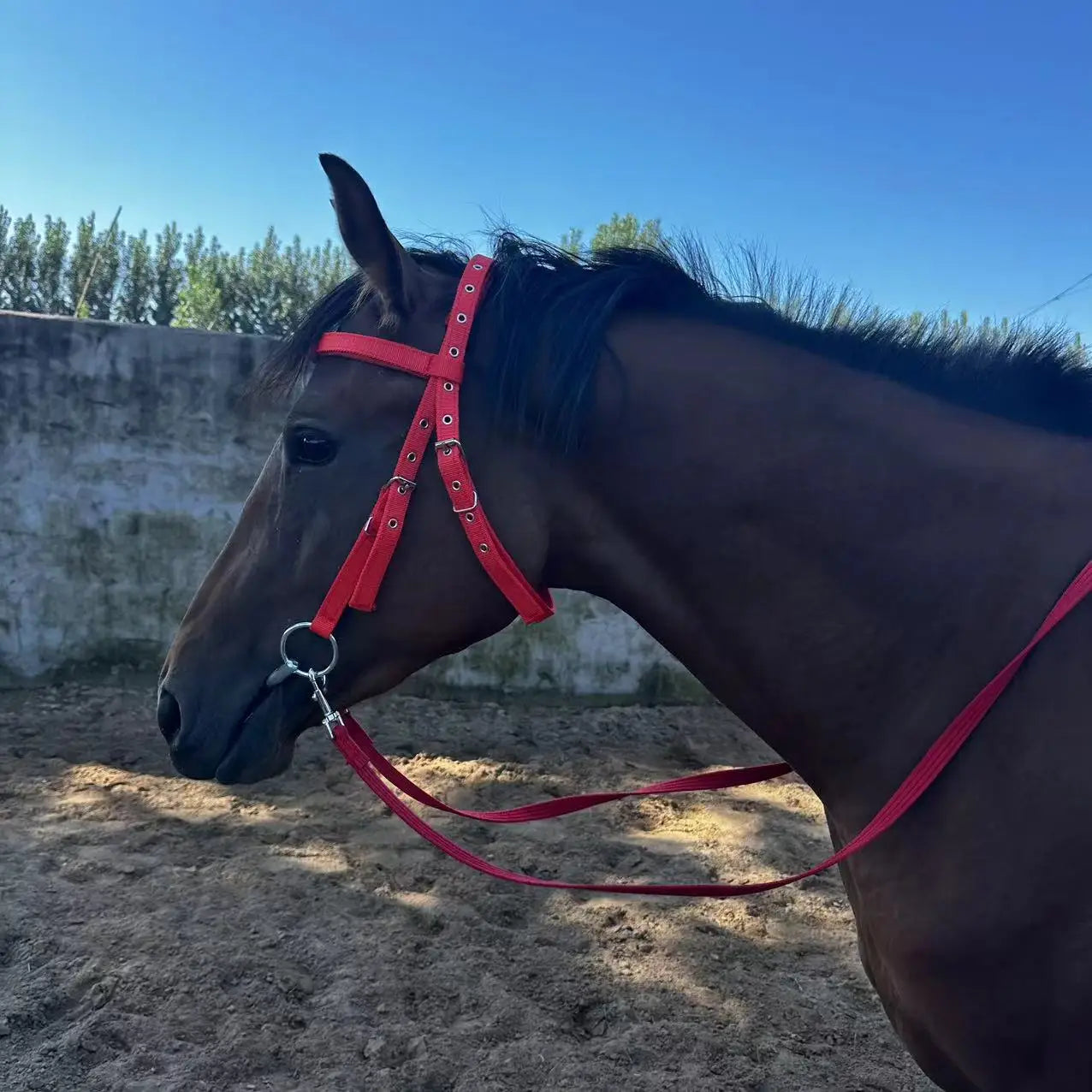 Horse Bridle Harness Set – PU Leather Headstall, Reins, Bit – Adjustable Equestrian