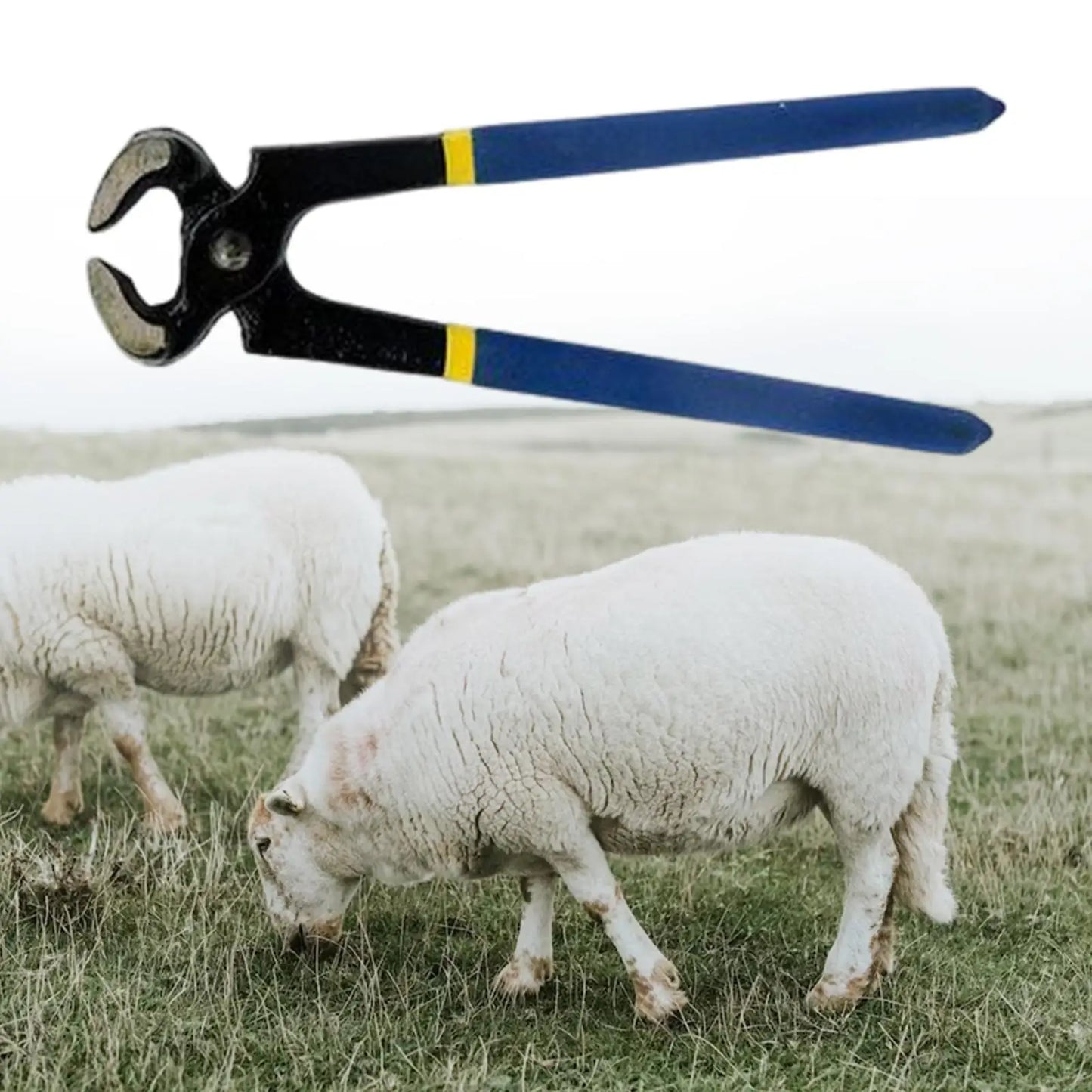 Horse Hoof Trimmer Professional